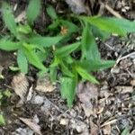 Myosotis macrosperma Leaf