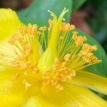 Hypericum × hidcoteense Flower