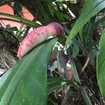 Philodendron linnaei Flower