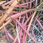 Miscanthus sacchariflorus Leaf