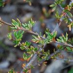 Eriogonum fasciculatum Ліст