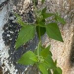 Chromolaena odorata Blad