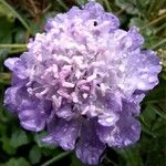 Scabiosa lucidaBlomst