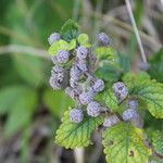 Bystropogon canariensis Blatt