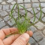 Ranunculus minimus Leaf