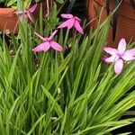 Hypoxis baurii Flower