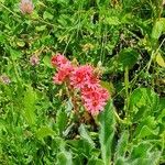 Sempervivum montanumFlor