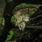 Rhipidoglossum obanense Flower