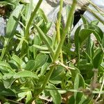 Valeriana apula Alkat (teljes növény)