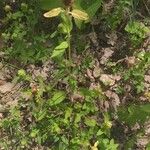 Prunella vulgaris Azala