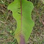 Parthenium integrifolium पत्ता