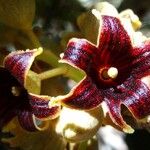 Acropogon bullatus Flor