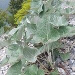 Petasites paradoxus Φύλλο