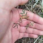 Hippocrepis ciliata Leaf