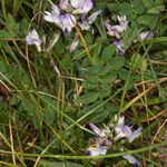 Astragalus alpinus Blatt