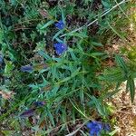 Gentiana pneumonanthe Alkat (teljes növény)