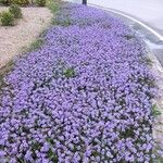 Verbena bipinnatifida Хабит