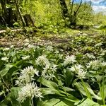 Allium ursinumFleur