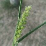 Cenchrus longispinus Fruit