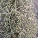 Tillandsia usneoides Levél