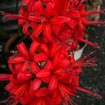 Nerine sarniensis Blomst
