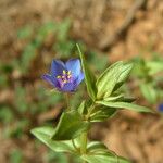 Lysimachia foemina Fula