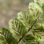 Asplenium trichomanes Φρούτο