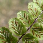 Asplenium trichomanes Owoc