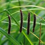 Carex crinita Fruitua