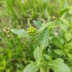 Rorippa austriaca Цветок