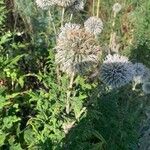 Echinops sphaerocephalusΛουλούδι