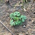 Alchemilla arvensis Leaf