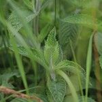 Mentha longifolia ᱥᱟᱠᱟᱢ