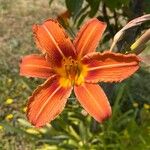 Hemerocallis fulvaFlor