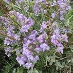 Linaria capraria Flor