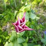 Tulipa didieri Kvet