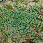 Erodium acaule Vivejo