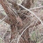 Juniperus turbinata Bark