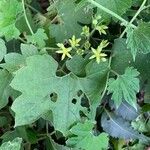 Gronovia scandens Flower