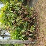 Rhapis humilis Yeri