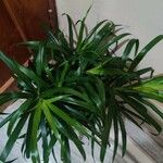 Dracaena angustifolia Fulla