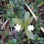 Lysimachia europaea Leht