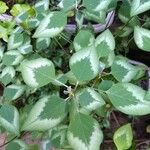 Euphorbia graminea Leaf