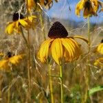 Rudbeckia hirtaFlor