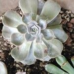 Echeveria lilacina Folio