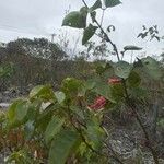 Erythrina herbacea Folio