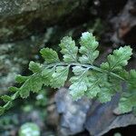 Asplenium foreziense Fuelha