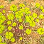 Euphorbia helioscopia Цвят