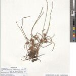 Schoenoplectiella vohemarensis Otro