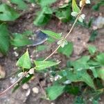 Fallopia convolvulus Blad